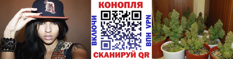 Бошки Шишки план  где можно купить наркотик  ссылка на мегу вход  Володарск 